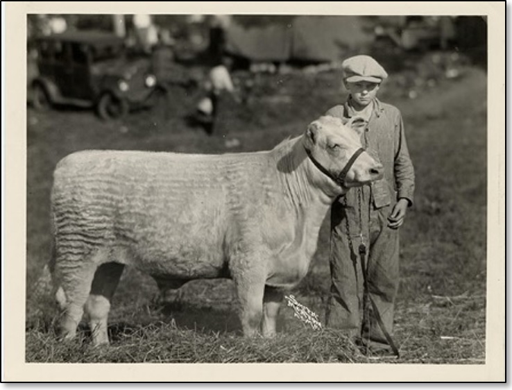 RG102_State Fair_4_00329 – Howard Boeger with first place steer, Missouri State Fair, 1928.