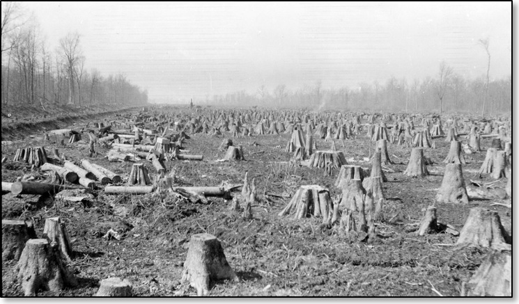 RG650_LRDD_011_2409 – Cypress stumps in Southeast Missouri, February 2, 1917.