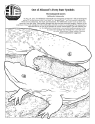 State Endangered Species Coloring Page