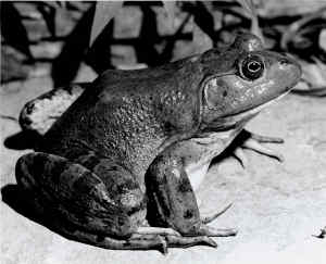 State Amphibian
