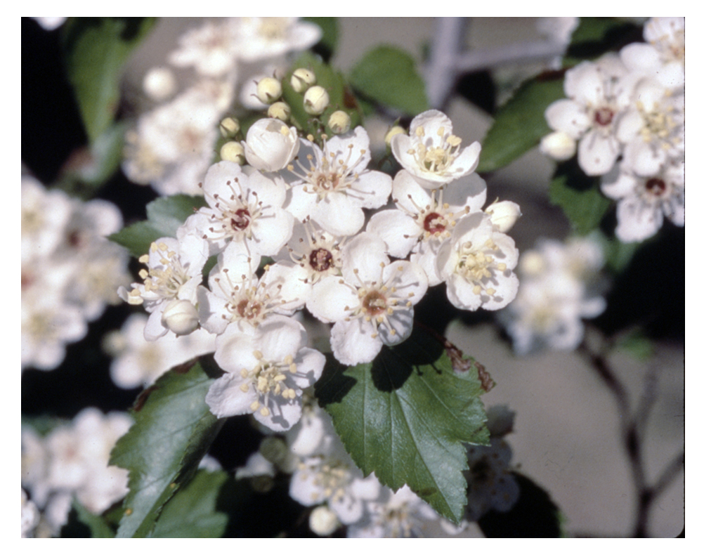 State Floral Emblem