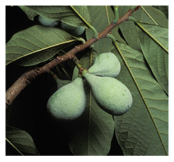 State Fruit Tree