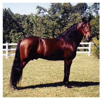 State Horse