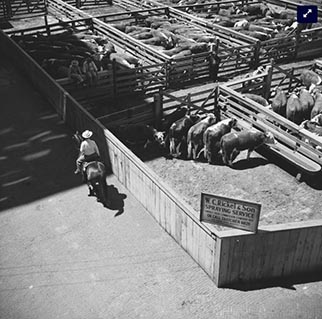 Flickr album link to Kansas City Stockyards image
