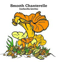 Flickr album link to smooth chanterelle mushroom illustration