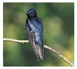 State Purple Martin Capital