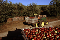 Apple Picking
