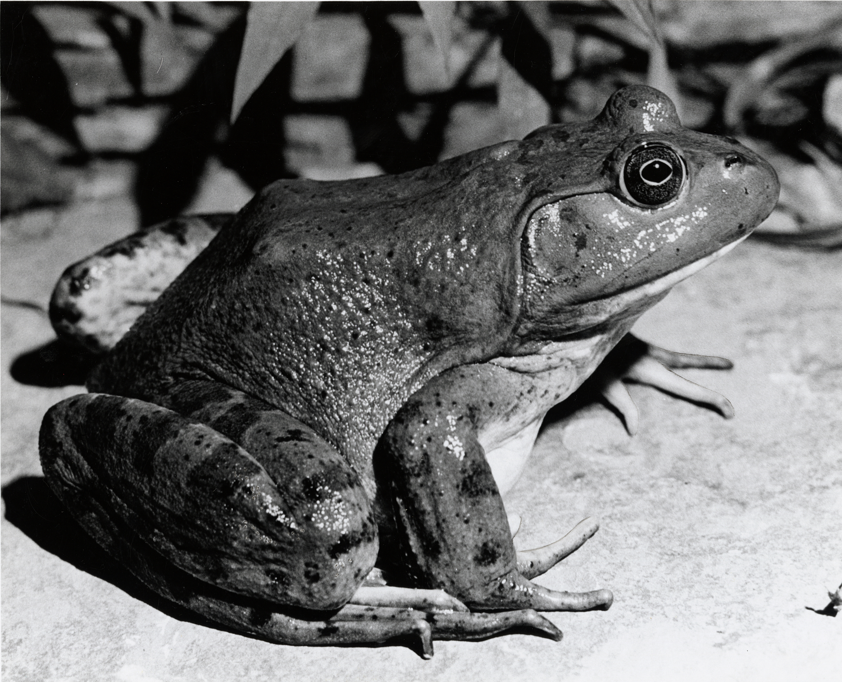 symbols/amphibianthumb.jpg