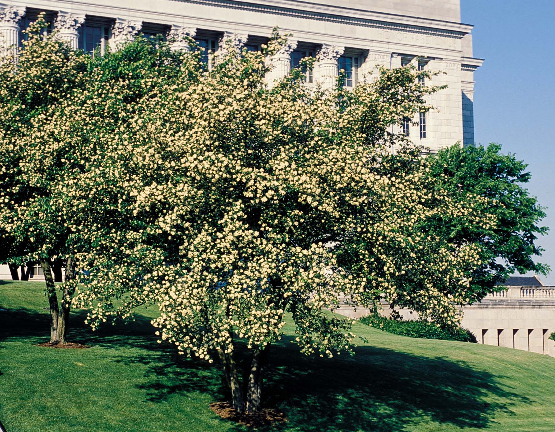 symbols/hawthorn2.jpg