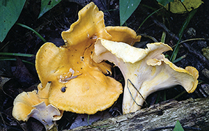 State Mushroom