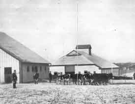 Dairy herd, State Lunatic Asylum No. 1, c. 1900.